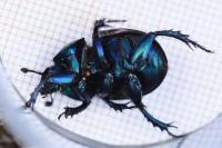 Trypocopris pyrenaeus