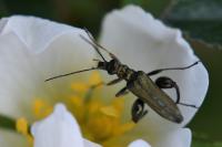 Oedemera flavipes