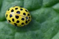 Psyllobora vigintiduopunctata
