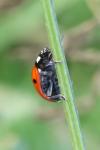 Coccinella septempunctata