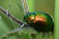 Chrysolina graminis