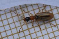 Demetrias atricapillus