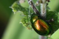 Chrysolina graminis