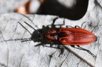 Anostirus purpureus
