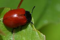 Chrysomela populi