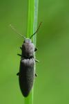Agriotes pilosellus