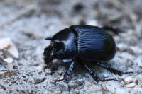 Typhaeus typhoeus