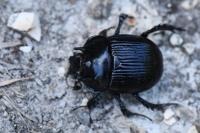 Typhaeus typhoeus
