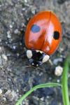 Adalia bipunctata