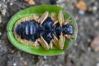 Cassida viridis