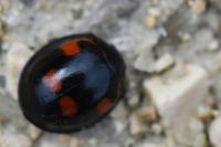 Exochomus quadripustulatus