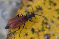 Anthocomus rufus