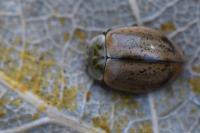 Aphidecta obliterata