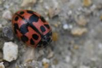 Oenopia conglobata