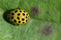 Psyllobora vigintiduopunctata