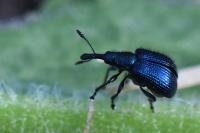 Involvulus caeruleus