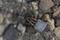Sitona humeralis