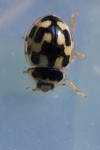 Propylea quatuordecimpunctata