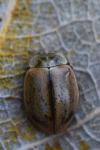 Aphidecta obliterata
