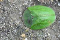 Cassida viridis
