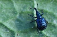 Involvulus caeruleus