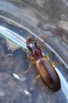 Paradromius linearis