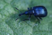Involvulus caeruleus