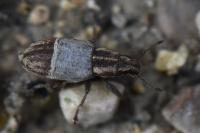 Sitona humeralis