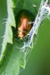 Chrysolina graminis