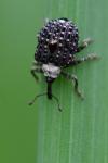 Cionus scrophulariae