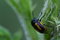 Cryptocephalus vittatus