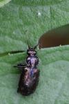 Loricera pilicornis