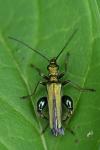 Oedemera nobilis