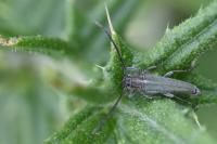 Opsilia coerulescens