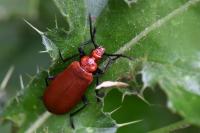 Pyrochroa serraticornis