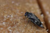 Tomoxia bucephala