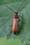 Rhagonycha nigriventris