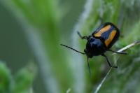 Cryptocephalus vittatus