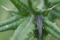 Opsilia coerulescens