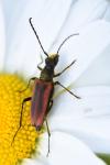 Anastrangalia dubia
