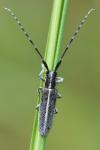 Agapanthia cardui