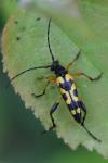 Rutpela maculata
