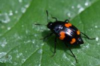 Scaphidium quadrimaculatum