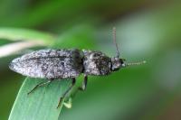 Agrypnus murinus