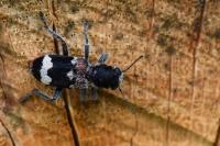 Clerus mutillarius