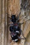Clerus mutillarius