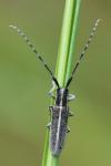 Agapanthia cardui