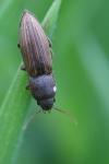 Agriotes lineatus