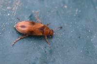 Anaspis maculata