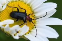 Dinoptera collaris